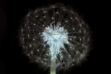 Inverted picture of dandelion on black background