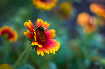 pollination by bees colorful flowers Gaillardia in the garden