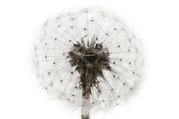 picture of dandelion on white background