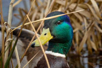 Male mallard hiding in the reeds