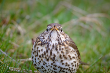 Singing thrush looking at camera