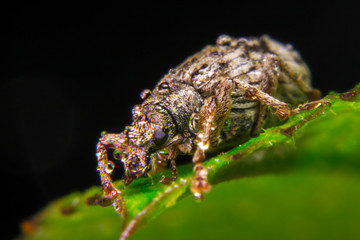 Долгоносик Curculionidae