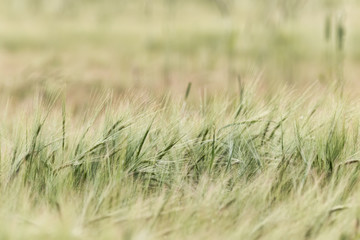Field of grass and grain