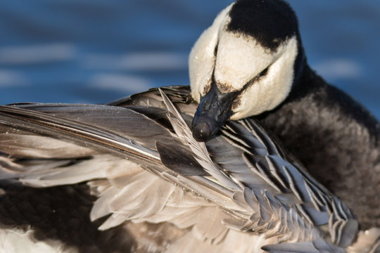 Barnacle goose preening its feathers