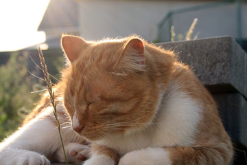 cat sleeping in the middle of the day