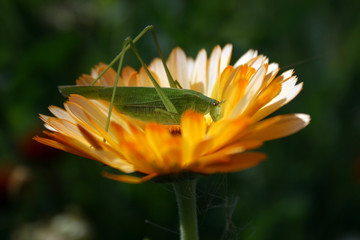 the grasshopper sitting on a yellow flower