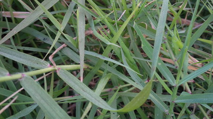 hojas verdes