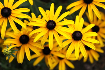 Black Eyed Susans