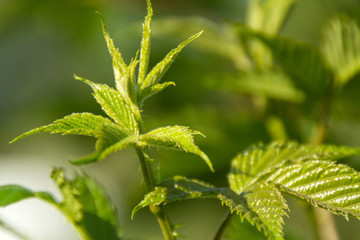 Natur, Pflanzen, Herbst, sommer, natürlich, Flora, Europa