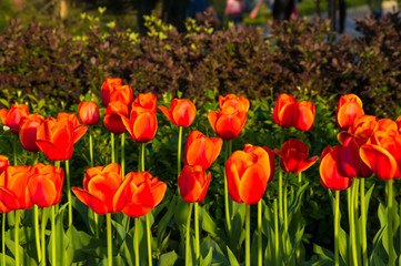 colorful tulips in early spring in the garden