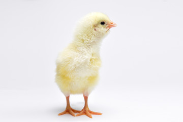 Little yellow chicken in studio close up