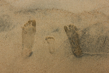 Close-up shot of family footprints on sandy beach. Fathers, mothers and small sons foot signs in the wet sand of lake Baikal seashore