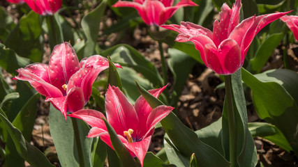 Fototapeta premium Close up of red tulips