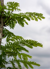 Fototapeta premium Leaf