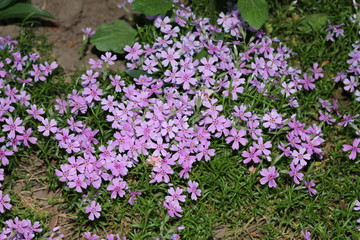 Fototapeta premium Blossom lilac flowers on the flowerbed
