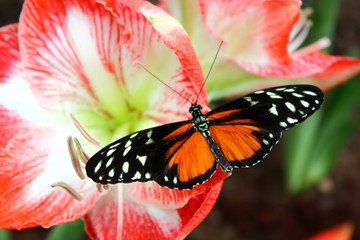 Heliconius Hecale butterfly resting on a pink flower
