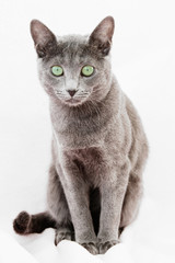 Russian blue cat