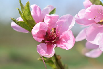 Kwitnąca brzoskwinia peach flower - obrazy, fototapety, plakaty