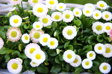 Garten Blumen Pflanzen