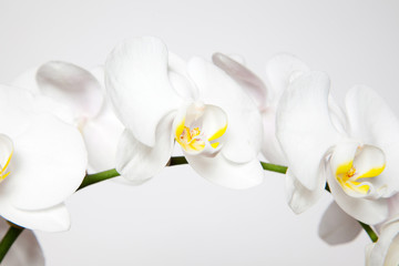 Orchidee, Muttertag, Geburtstag, schön, Stillleben