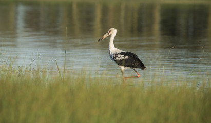 Maguari Stork, Argentina