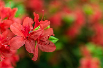 Fototapeta premium Pinke Blume in der Natur