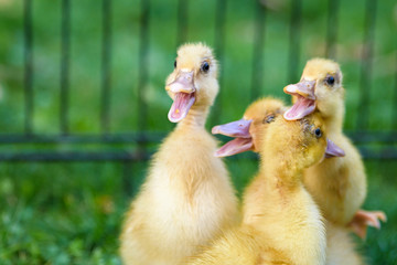 Four yellow ducklings grouped together in a wire crate eagerly quacking while waiting for food, with a green background
