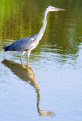 池の中を歩くシンメトリーのアオサギ