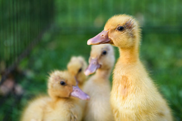 One yellow duckling in a group standing up and looking out intently, against a green background
