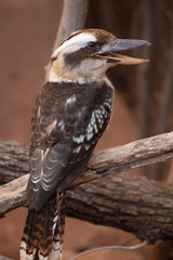 Laughing Kookaburra