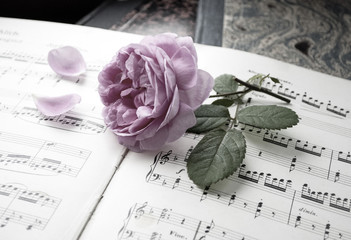Alte Musiknoten mit erblühter Rose (Rosaceae), Liebeskummer, Trauer, Tod  - 203309710