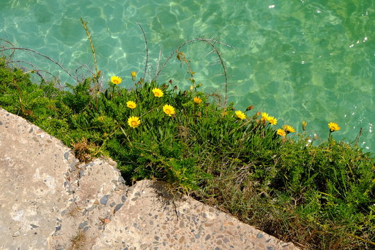 High angle view of yellow dandelion growing at the edge of water