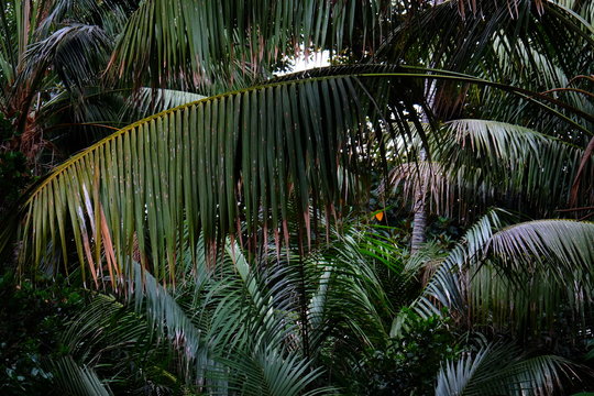 Palm trees growing in the forest