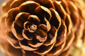 pine cone