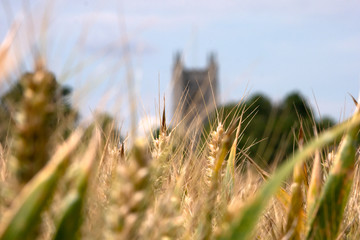 Church through Corn