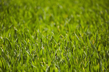 grass coming up in Spring on a farm pasture, Amish Country, Lancaster County, Pennsylvania, USA