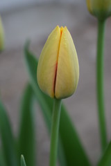 Tulipan w pąku