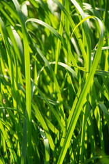 Natur, Sommer, salzburg, Heuberg, friedlich