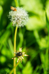 Natur, Sommer, salzburg, Heuberg, friedlich