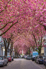Kirschblüte in der Bonner Altstadt