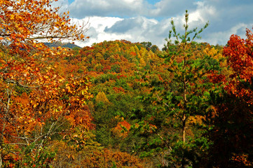 Fototapeta premium Fall colors (11)