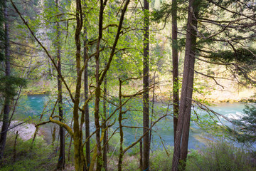 Obraz premium North Umpqua River Oregon