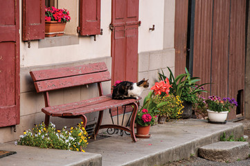 Fototapeta na wymiar Cat lying on bench in front of a graceful house at Saint-Gervais-Les-Bains/Le Fayet. A famous ski resort located in the Haute-Savoie Province, near the Mont Blanc in the French Alps.