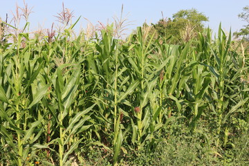 la milpa con elotes © Carlos