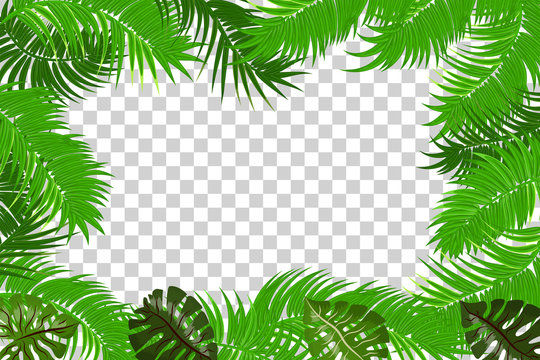 Web summer jungle frame banner. Green palm leaves template isolated transparent background. Vector abstract illustration. Realistic picture summer tropical Paradise mock up.