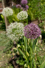 Obraz premium Giant Ornamental onion (Allium giganteum)