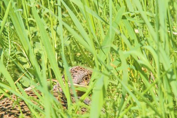 Female Common Pheasant sitting in its nest in grass