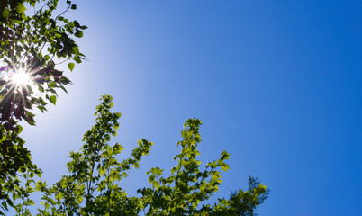 blue sky, tree branches and sunlight