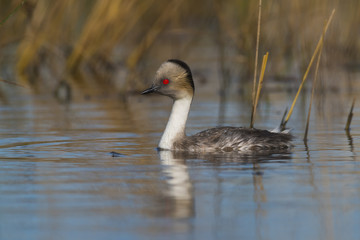 Silvery Grebe , Patagonia, Argentina