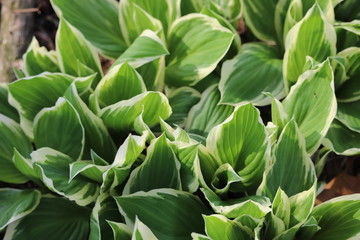 Obraz premium Hosta